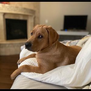 Meet your Posher, Toni